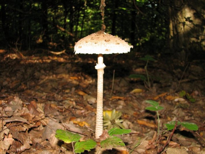 Macrolepiota procera 3310